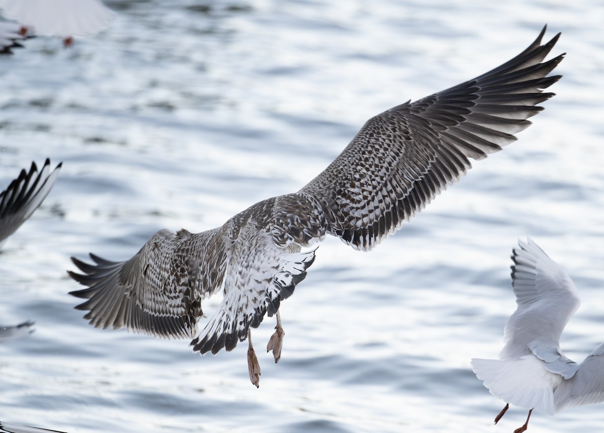 Great Black-backed Gull - ML611575517