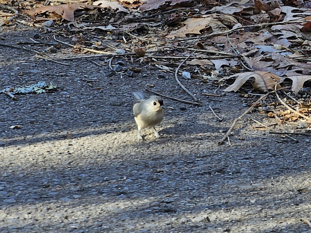 Tufted Titmouse - ML611575565