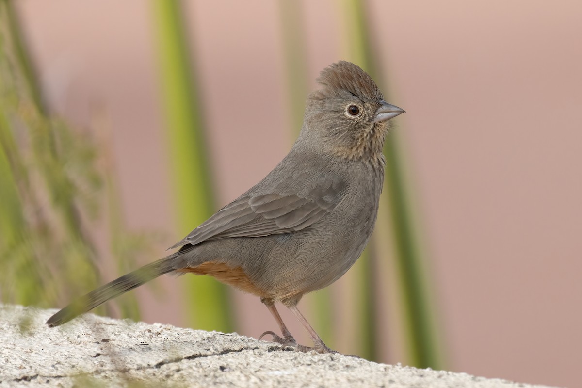 Canyon Towhee - ML611575568