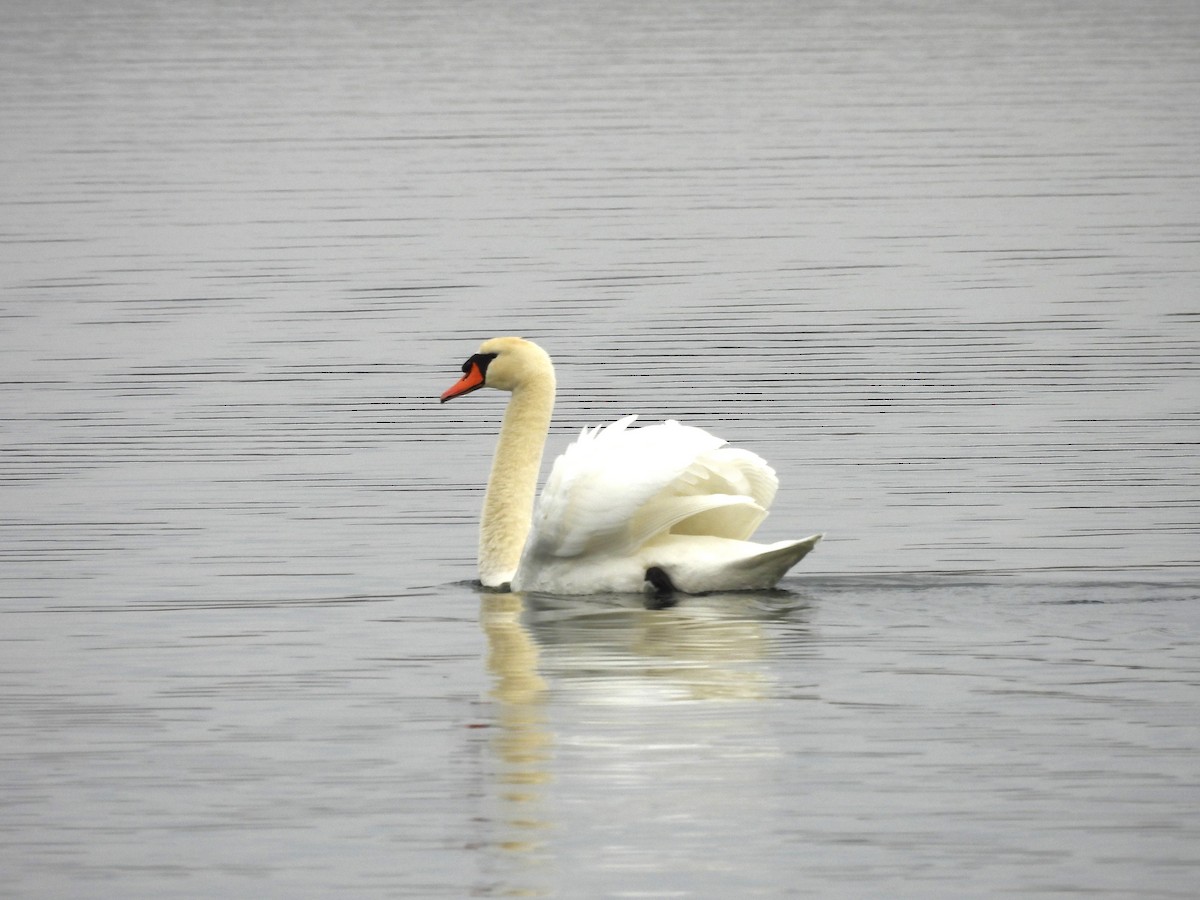 Cygne tuberculé - ML611575573