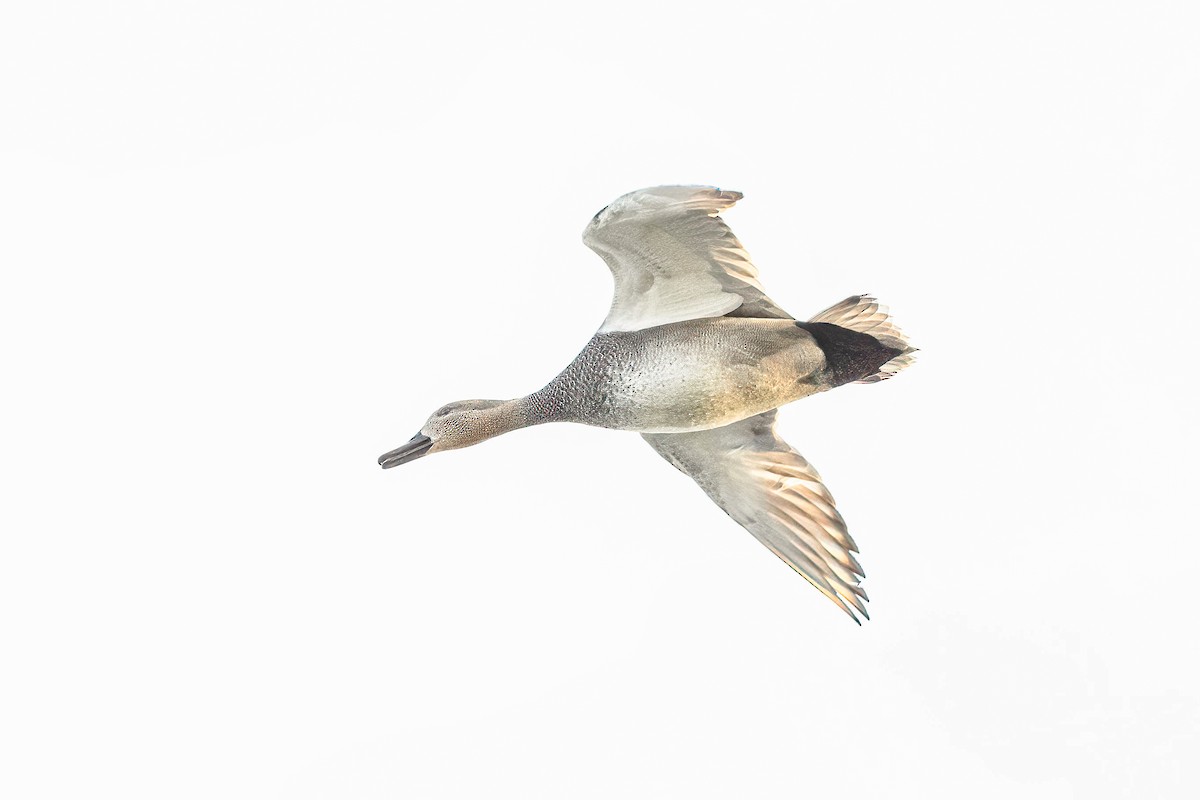 Gadwall - ML611575588