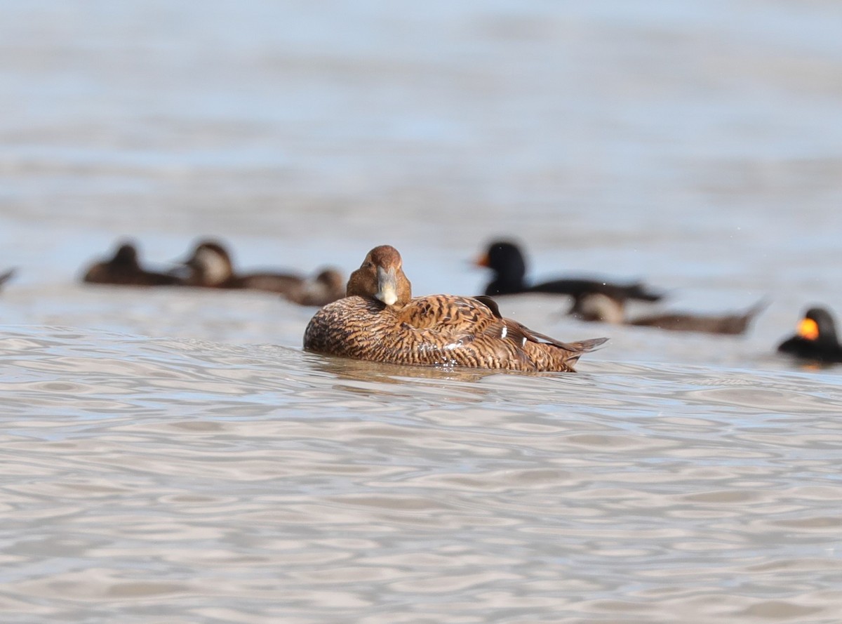 Common Eider - ML611575597