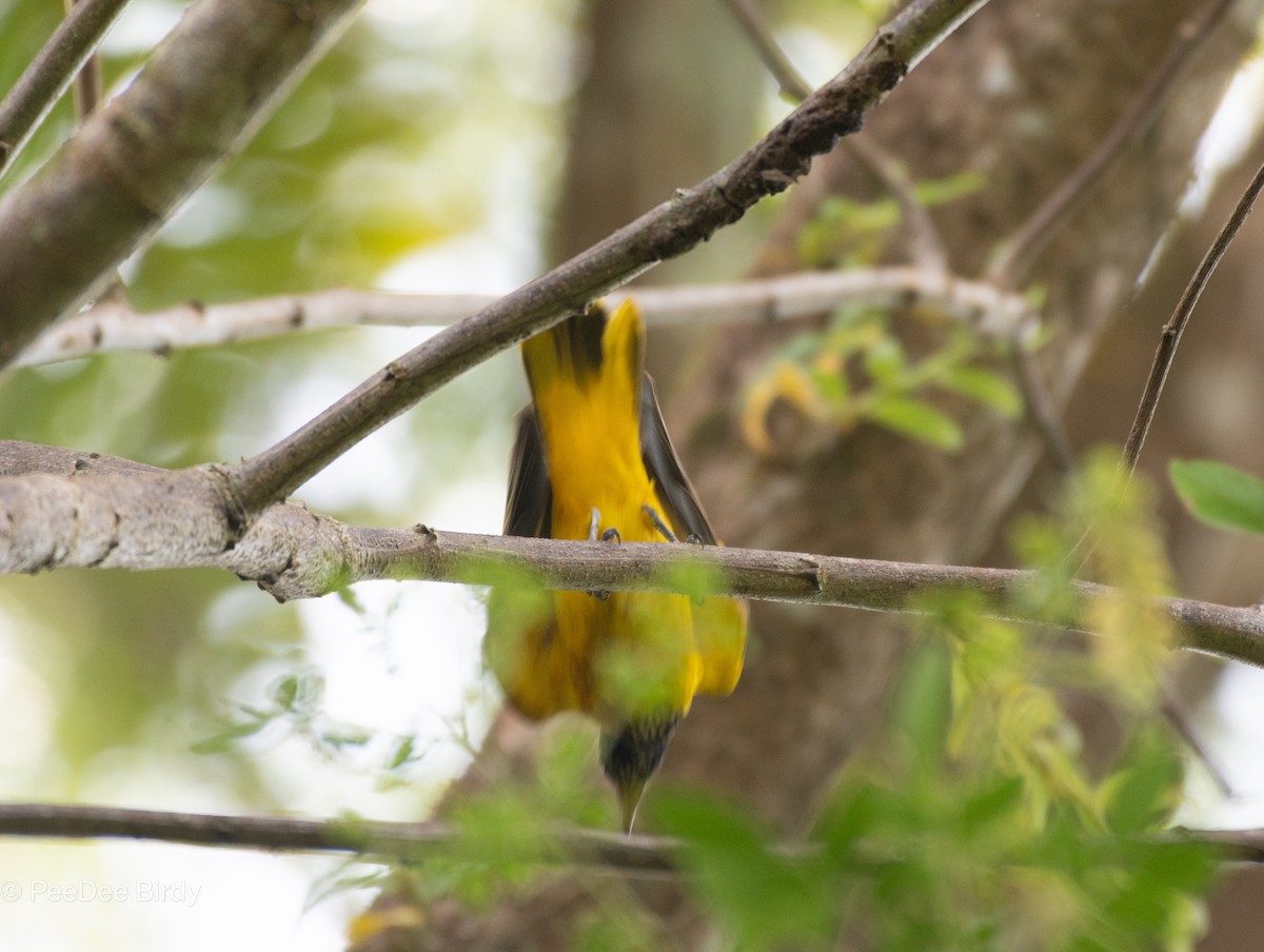 Bengalenpirol - ML611575664