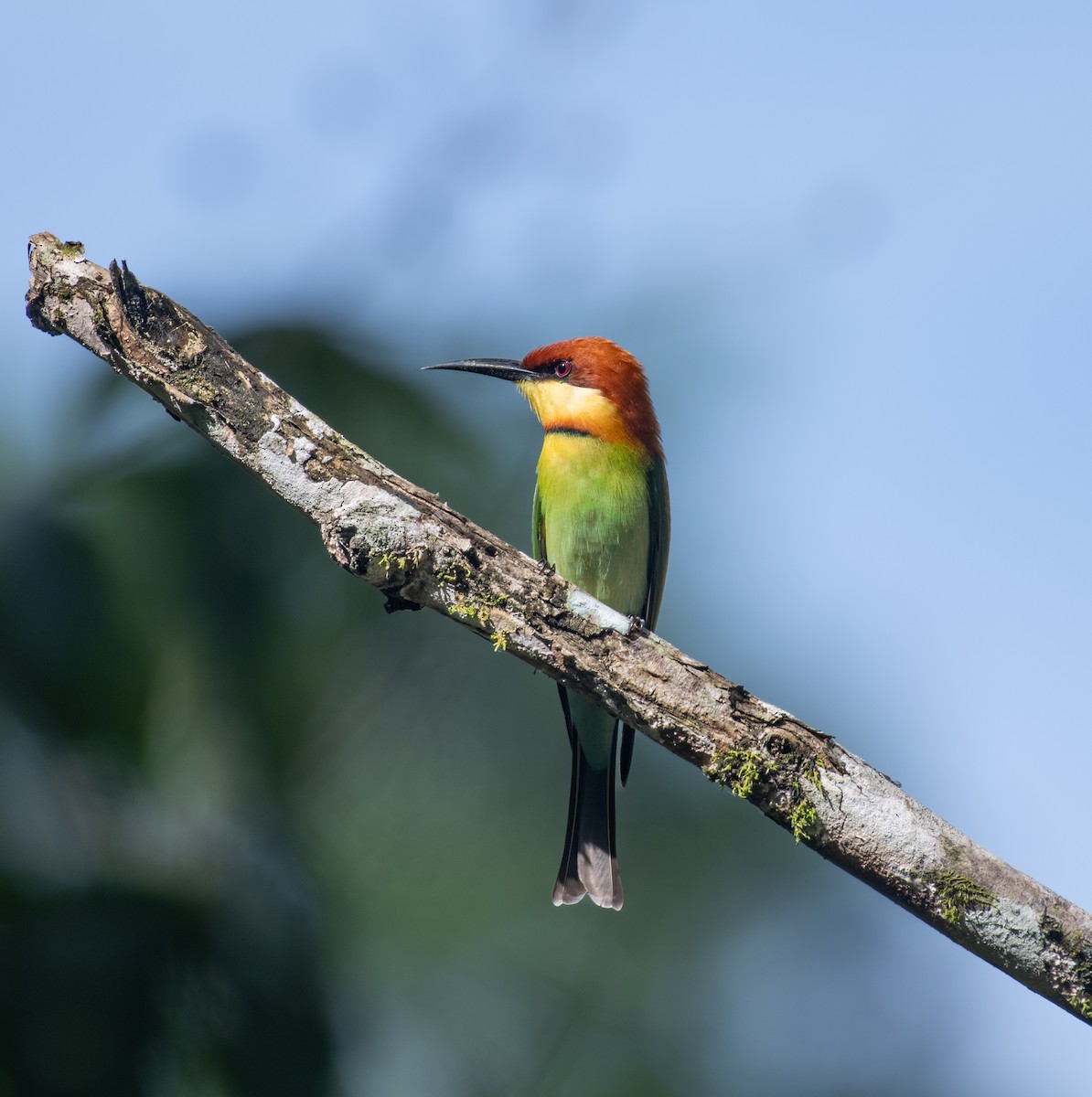 Braunkopfspint - ML611575683