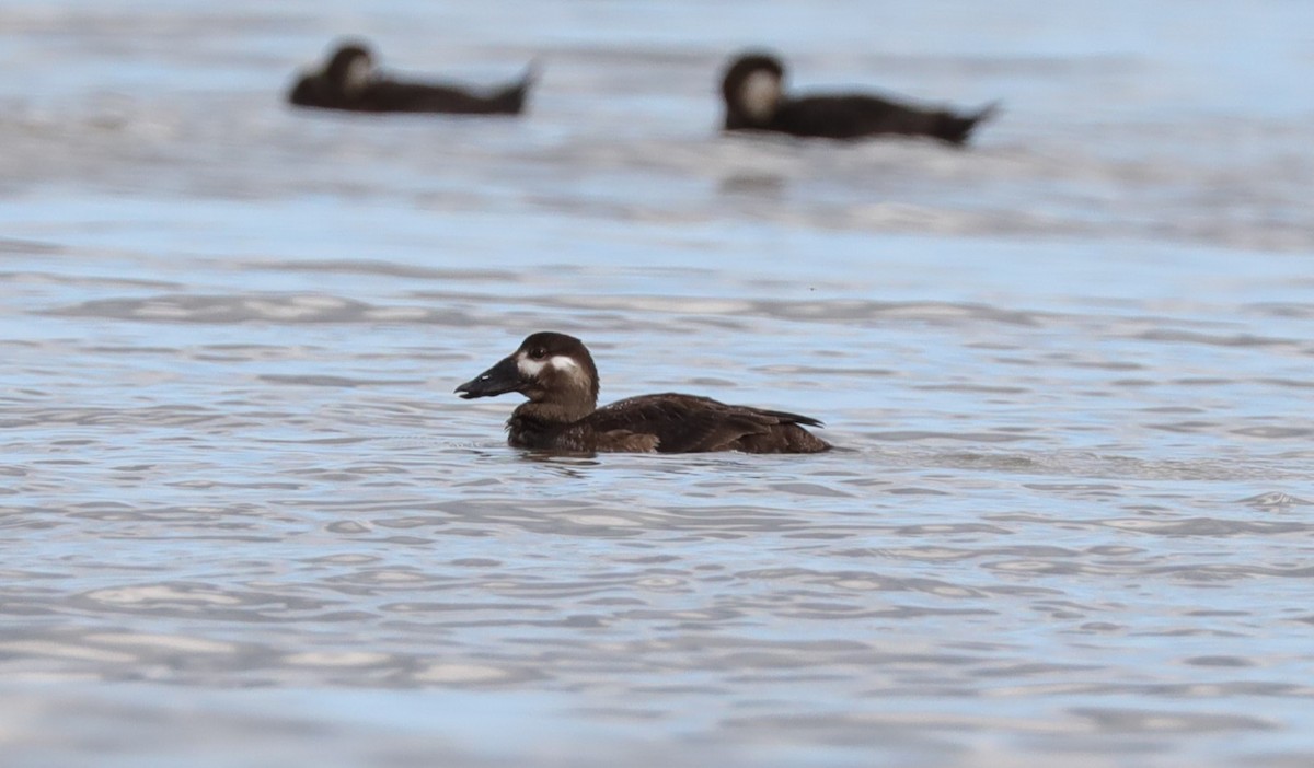 Surf Scoter - ML611575719