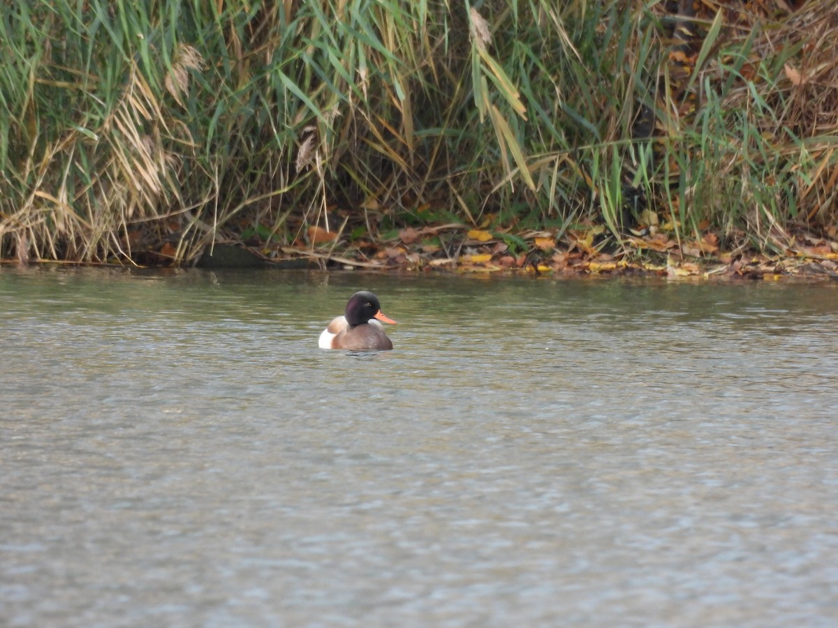 Mallard x Red-crested Pochard (hybrid) - ML611575736