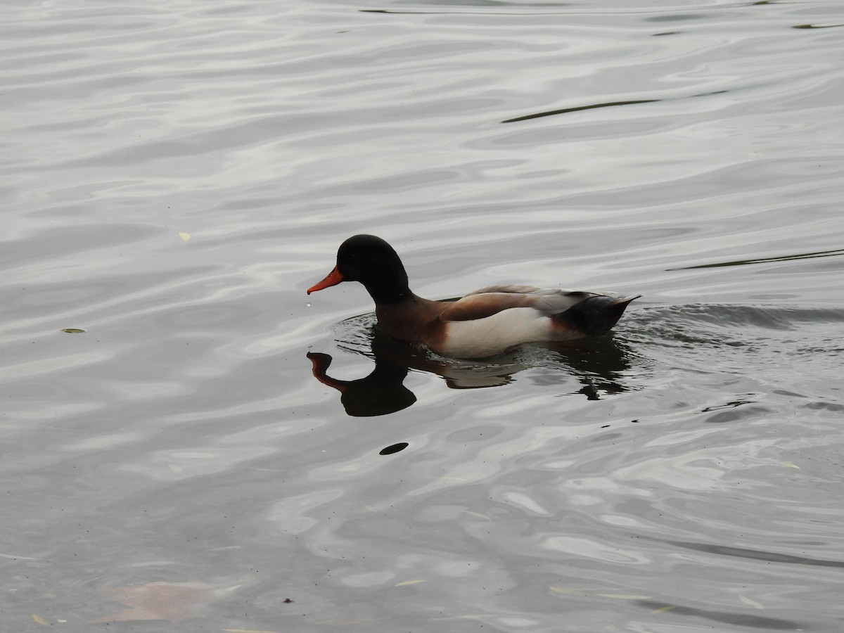 Mallard x Red-crested Pochard (hybrid) - Tanja Britton