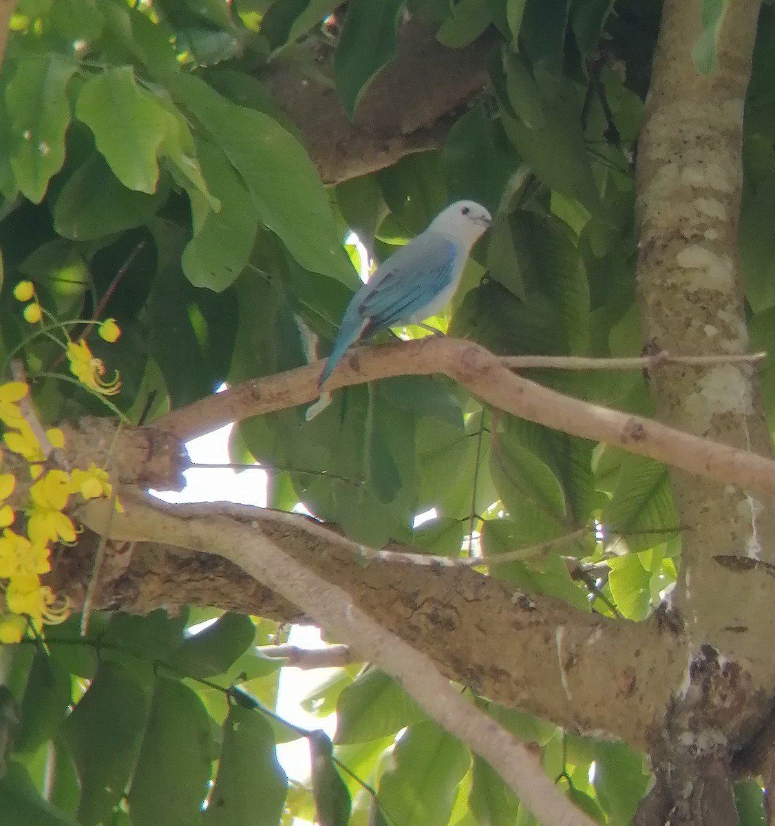 Blue-gray Tanager - Leo BASDEVANT MEJIA