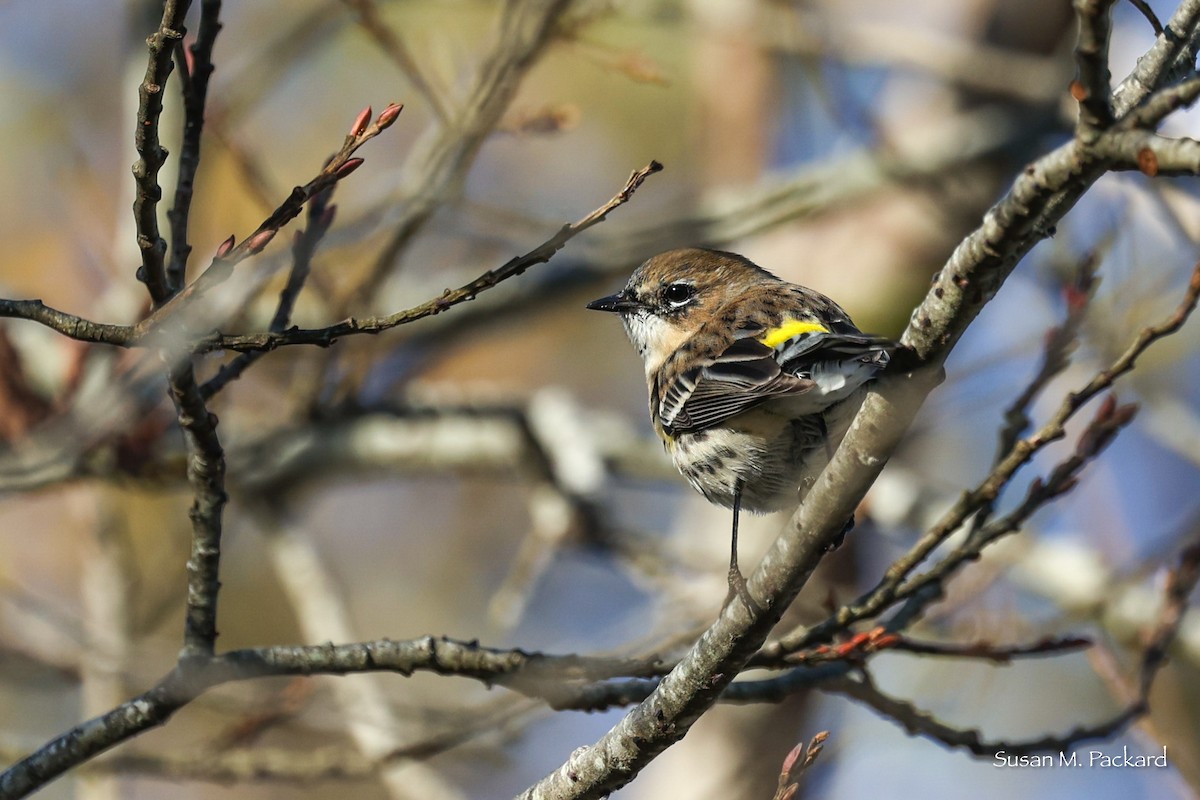 Yellow-rumped Warbler - ML611575780