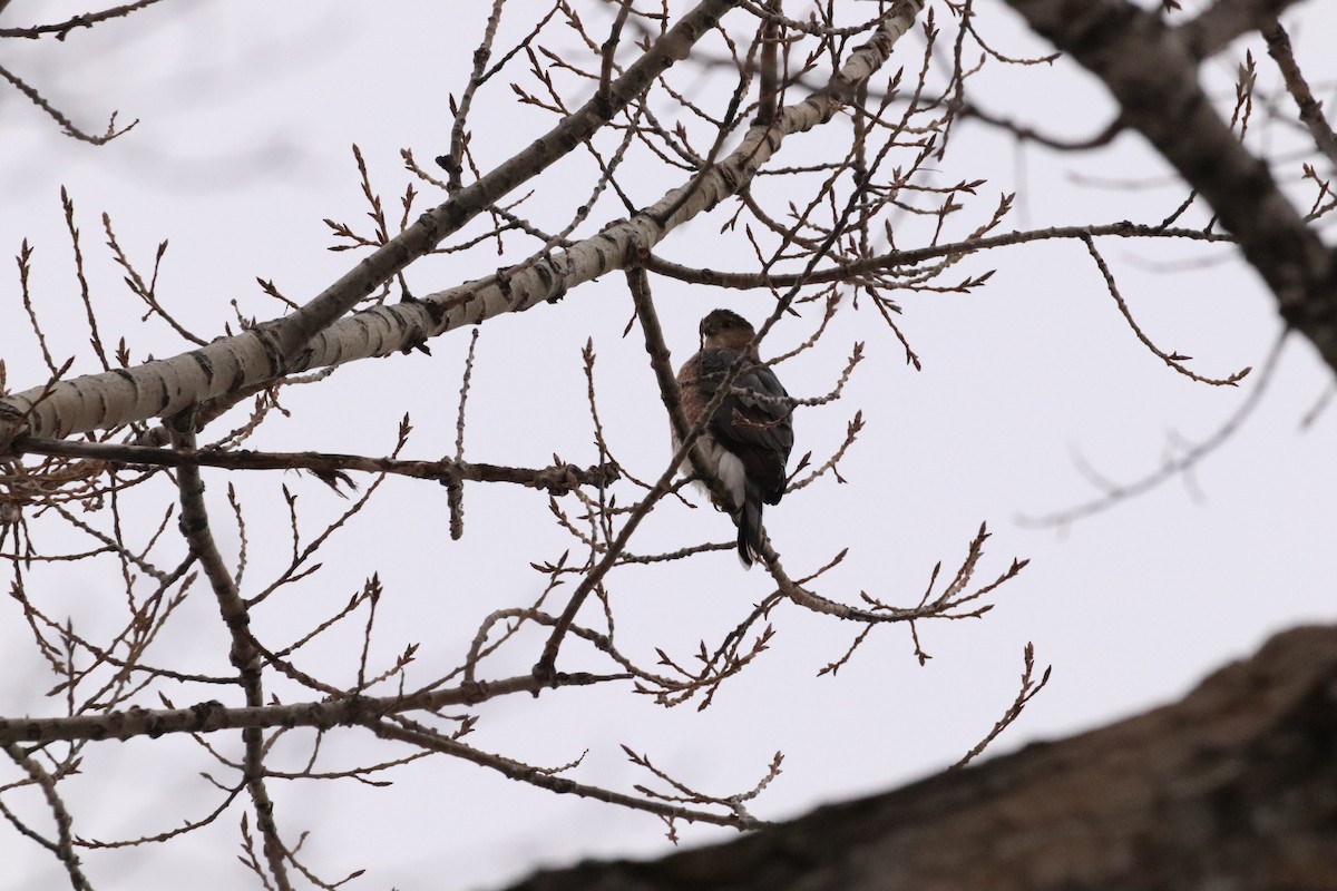 Cooper's Hawk - ML611575810