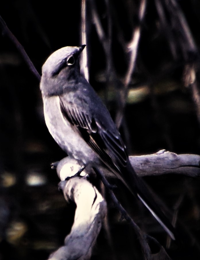 Townsend's Solitaire - ML611575811