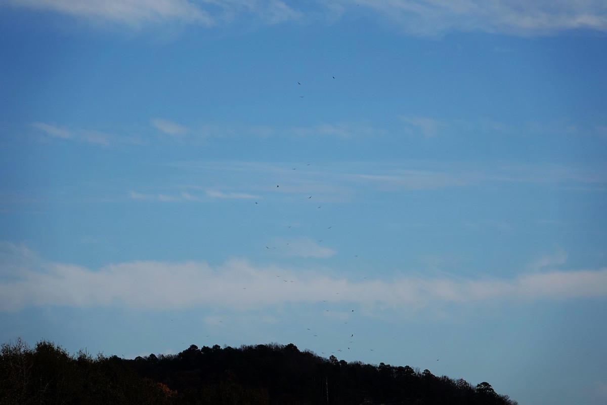 new world vulture sp. - ML611575882