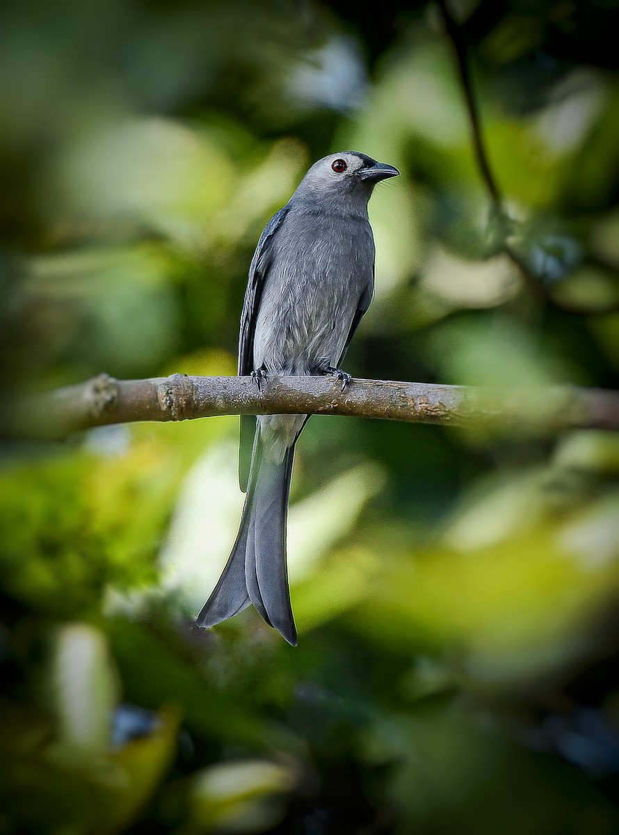 Kül Rengi Drongo (innexus/leucogenis/salangensis) - ML611575903