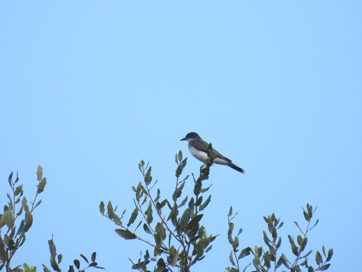 Eastern Kingbird - ML611575964