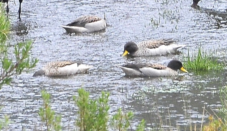 Yellow-billed Teal - ML611575979