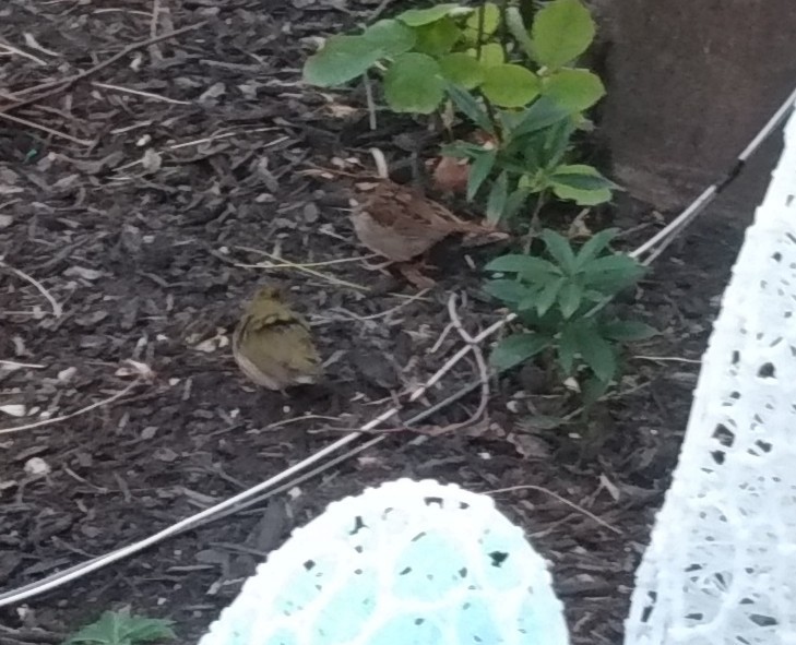 Ovenbird - ML611576037