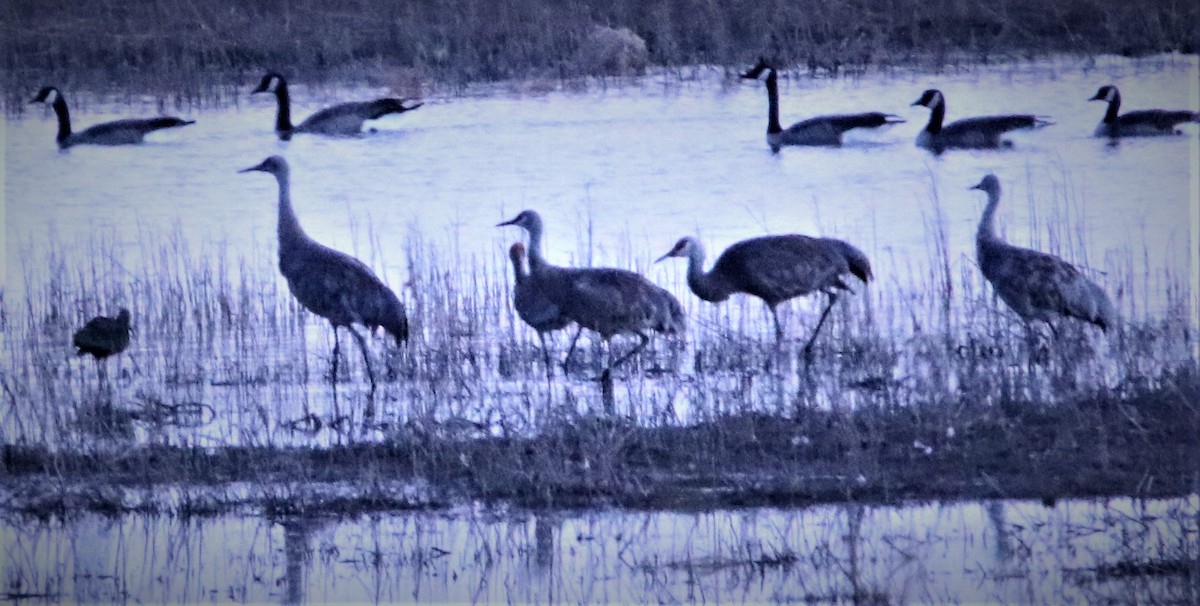 Sandhill Crane - ML611576056