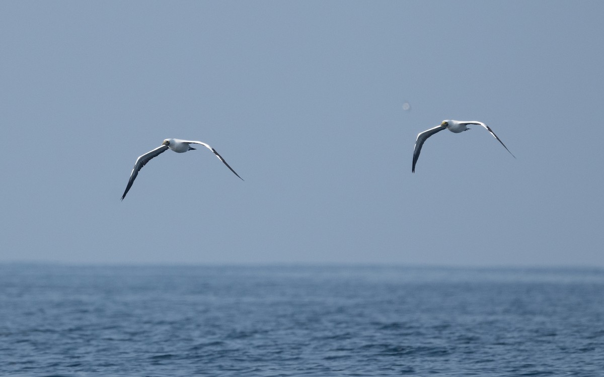 Masked Booby - ML611576131