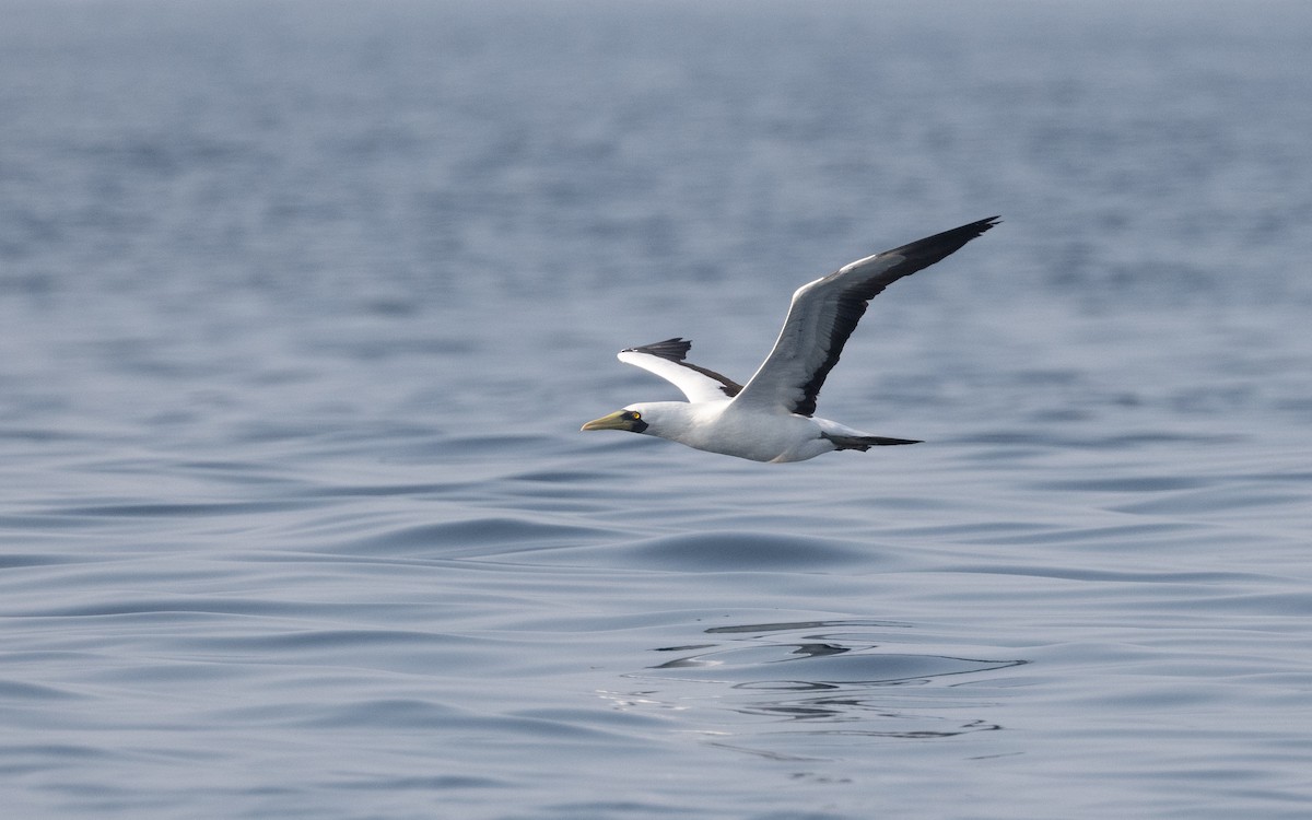 Masked Booby - ML611576139