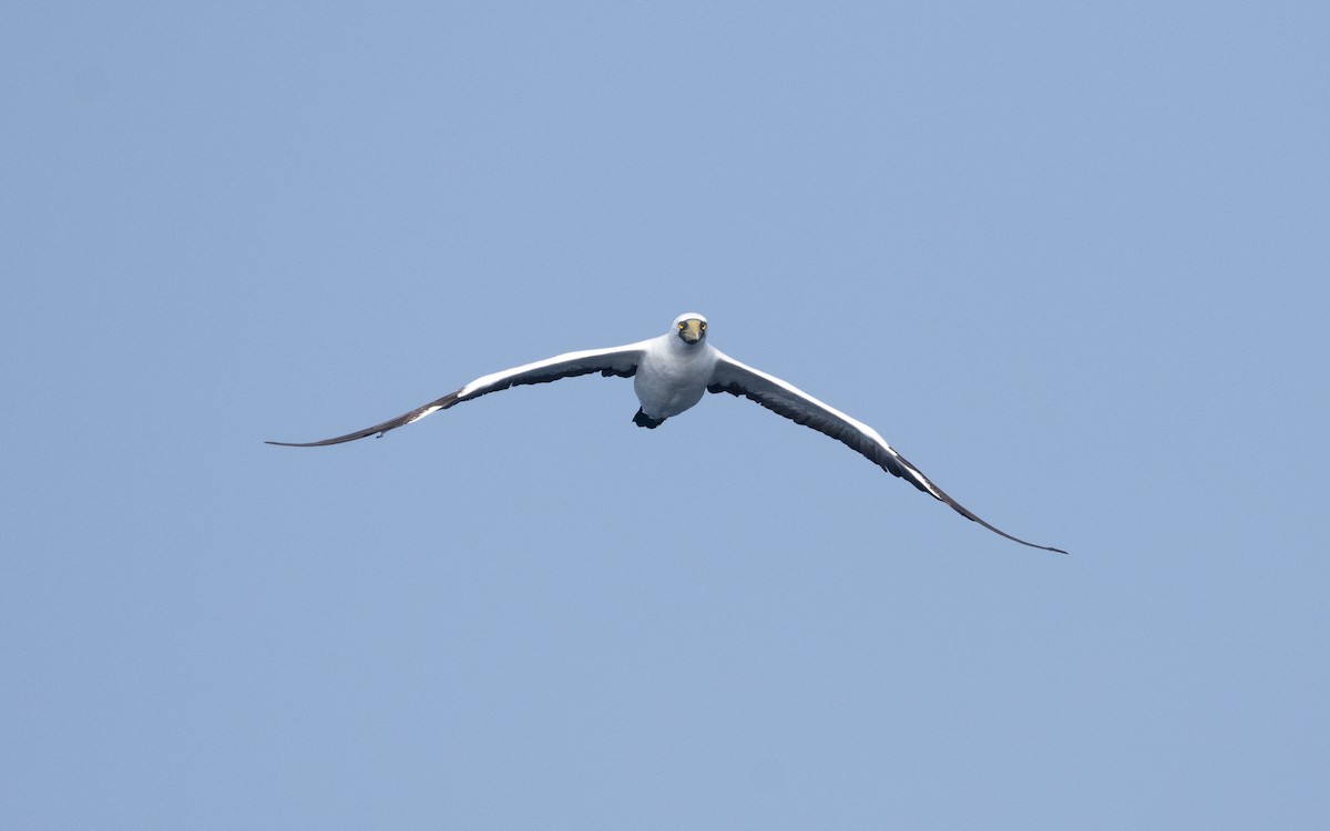 Masked Booby - ML611576143