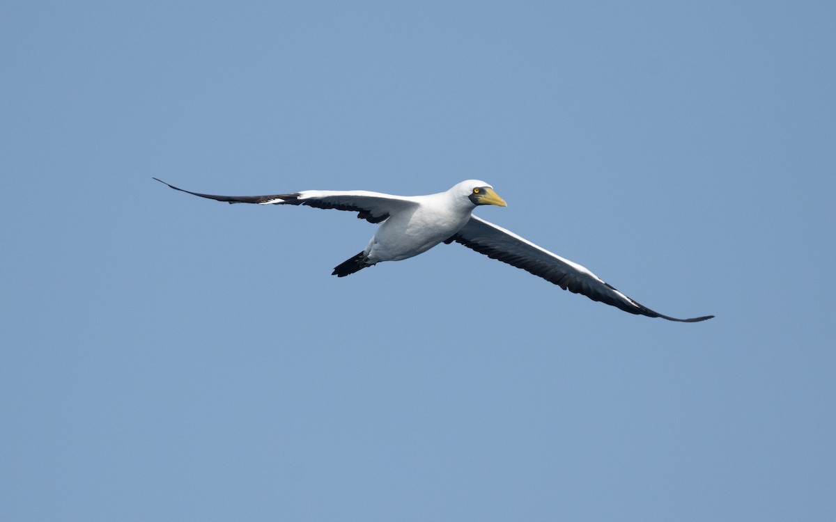 Masked Booby - ML611576151