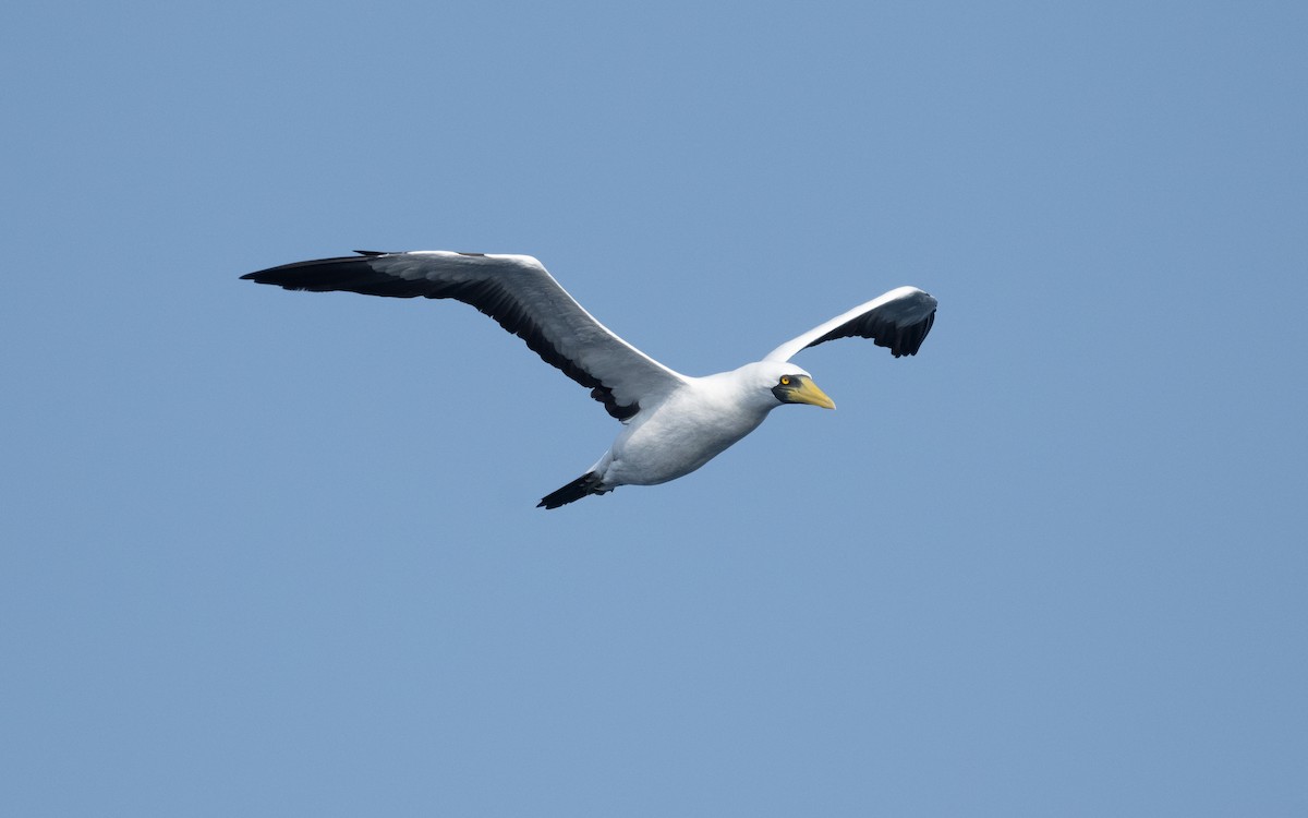 Masked Booby - ML611576152