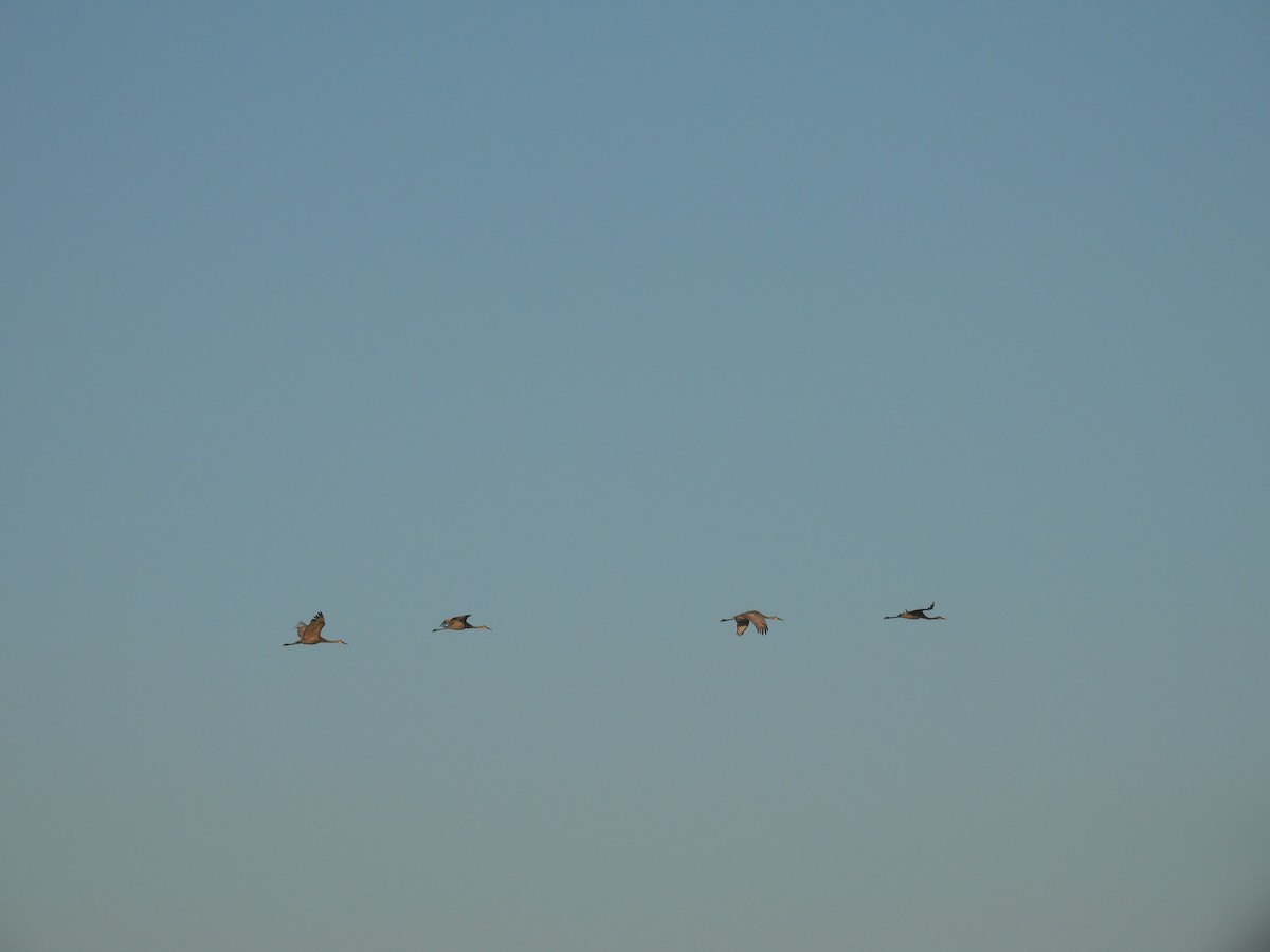 Sandhill Crane - ML611576239