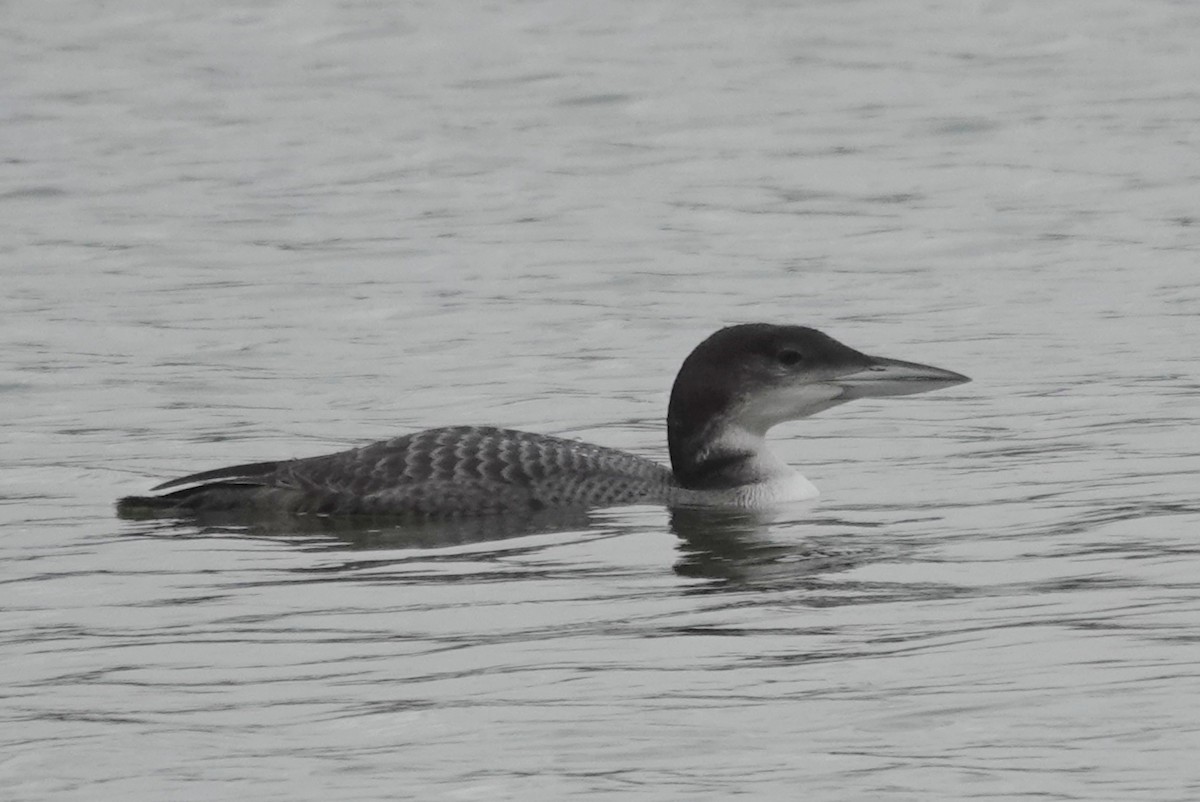 Plongeon huard - ML611576313