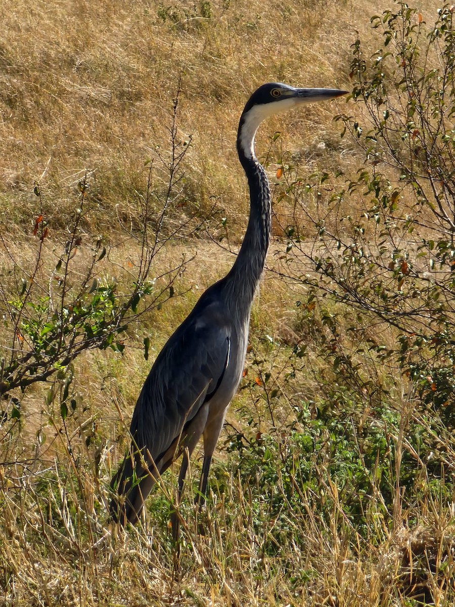 Garza Cabecinegra - ML611576384