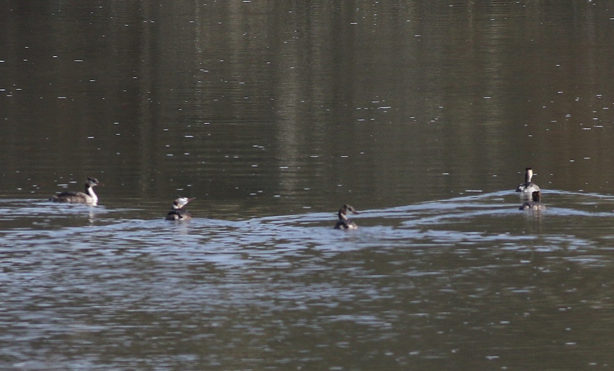 Great Crested Grebe - ML611576412