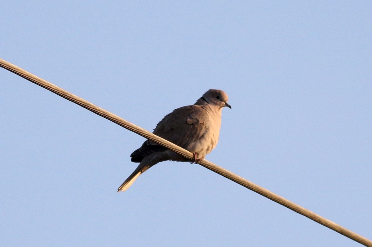 Eurasian Collared-Dove - Miguel García