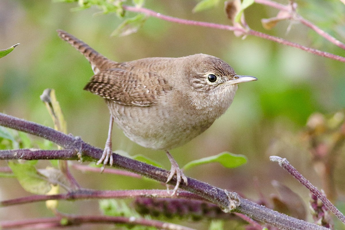 House Wren - Ronald Newhouse