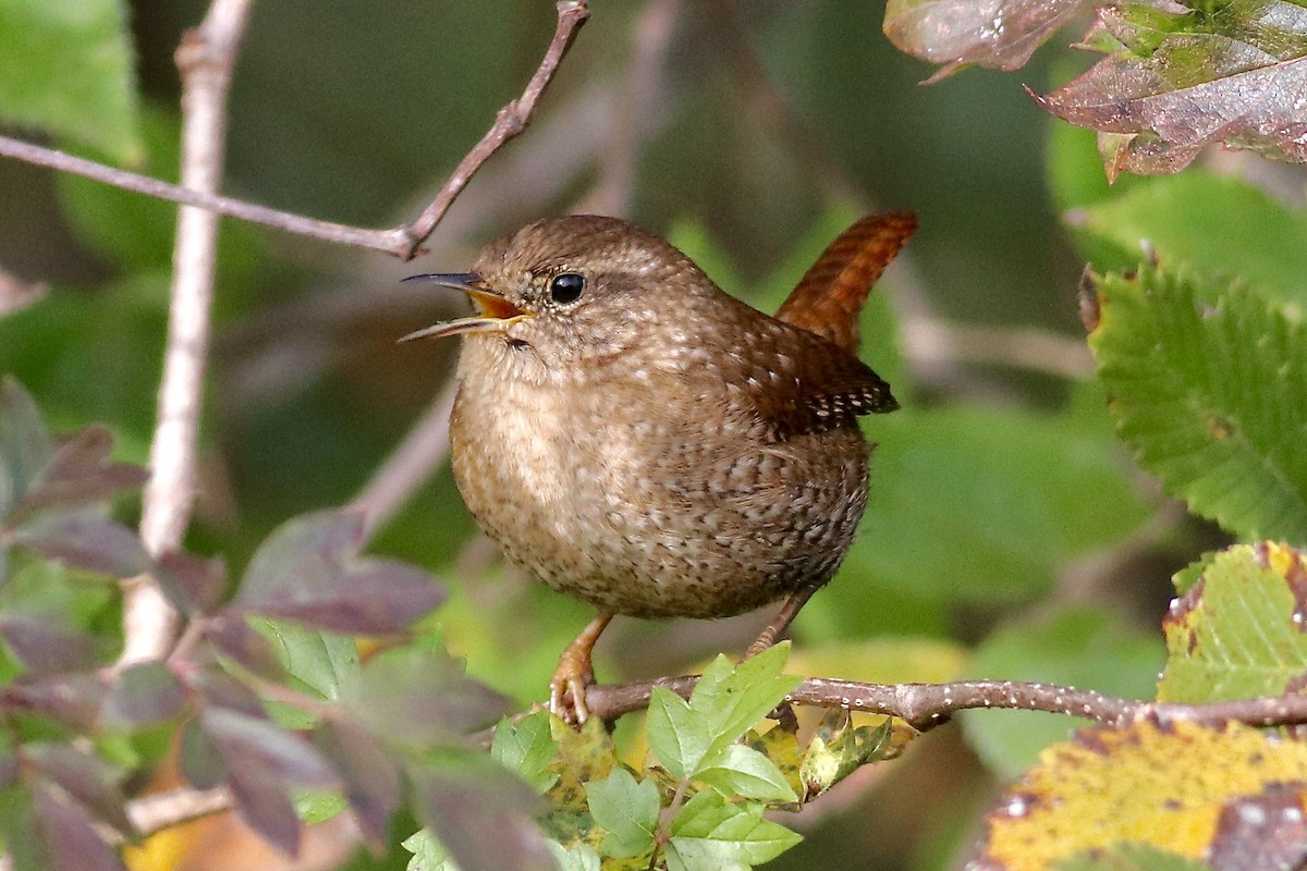 Winter Wren - ML611576462