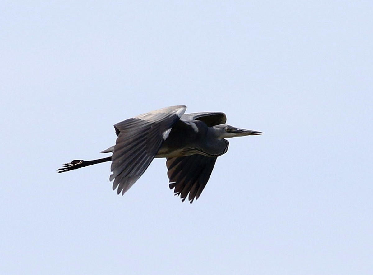 Gray Heron - ML611576467