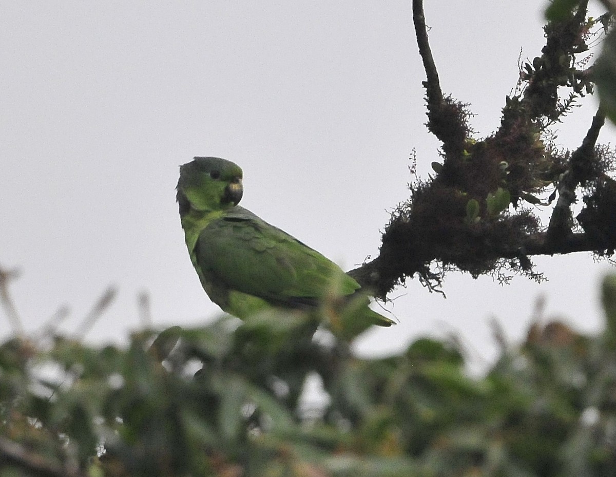 Scaly-naped Parrot - ML611576493