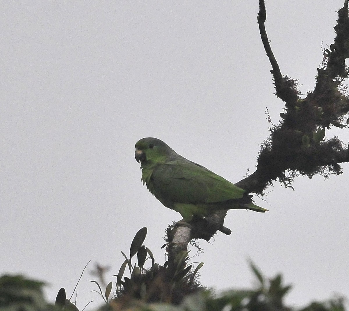 Scaly-naped Parrot - ML611576511