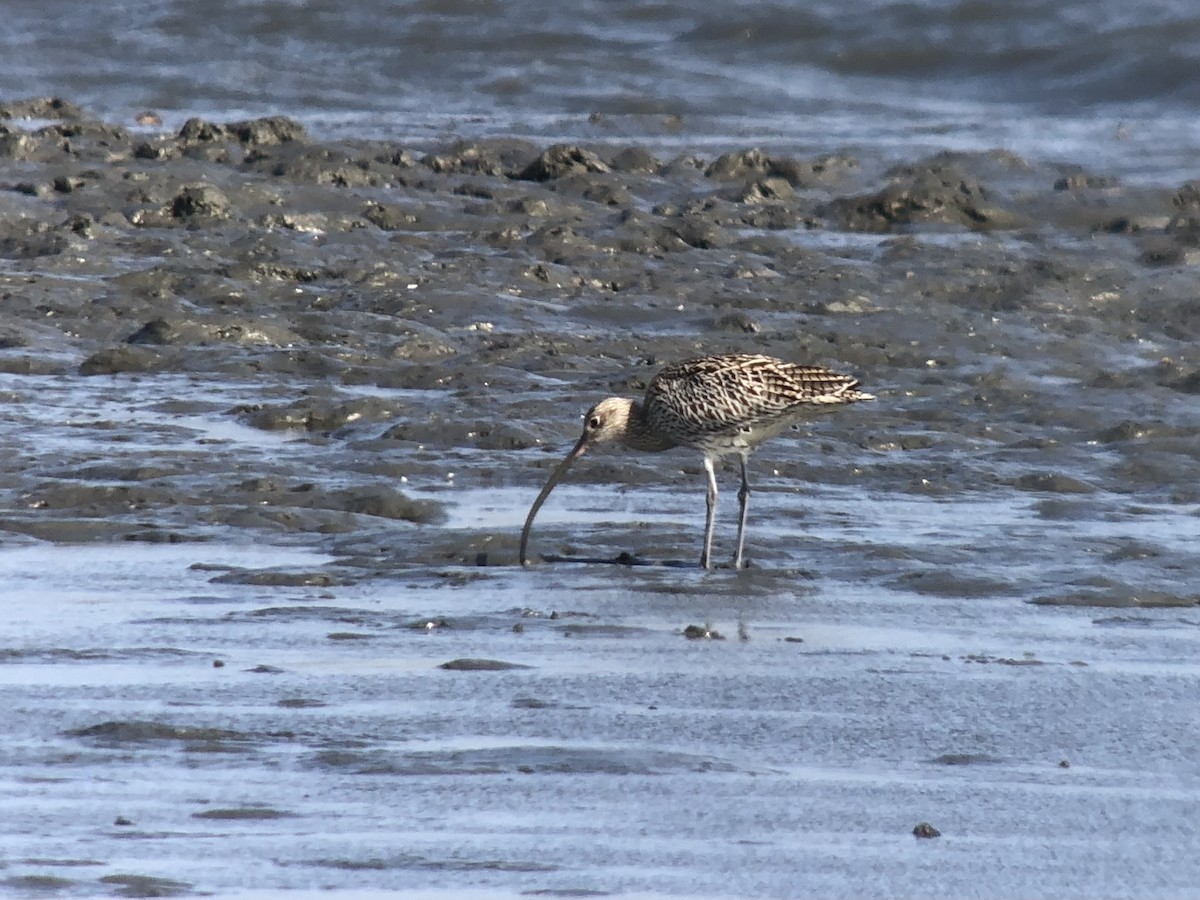 Far Eastern Curlew - ML611576537