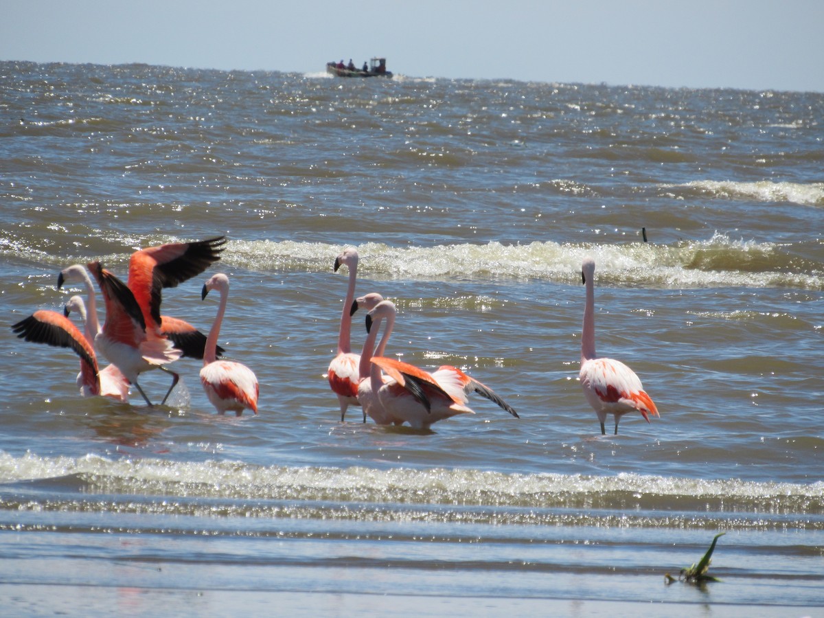 Chilean Flamingo - ML611576690