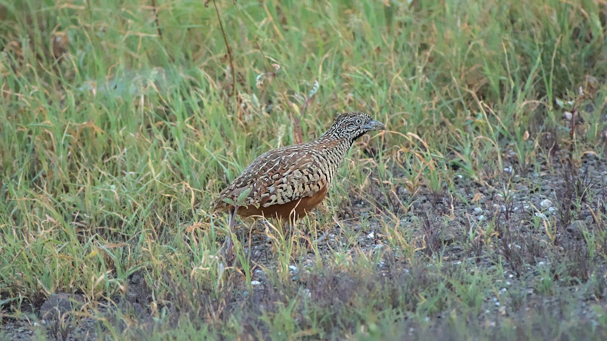 Barred Buttonquail - ML611576714