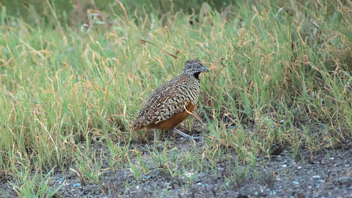 Barred Buttonquail - ML611576715