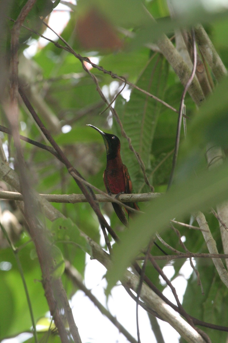 Colibrí Topacio - ML611576730