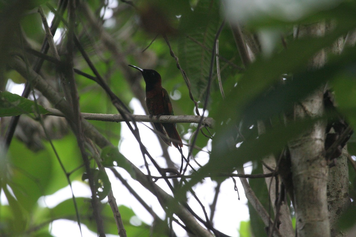 Colibrí Topacio - ML611576732