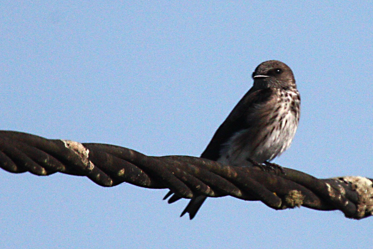 Golondrina de las Mascareñas - ML611576735