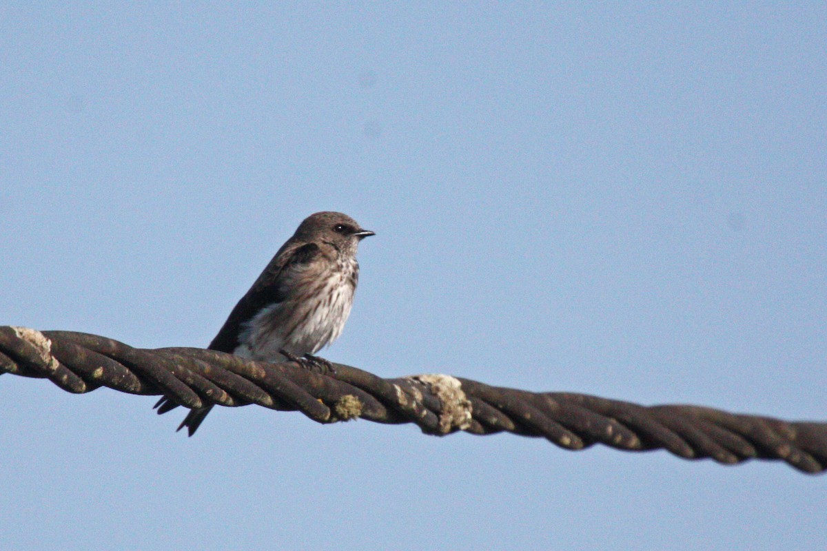 Golondrina de las Mascareñas - ML611576736