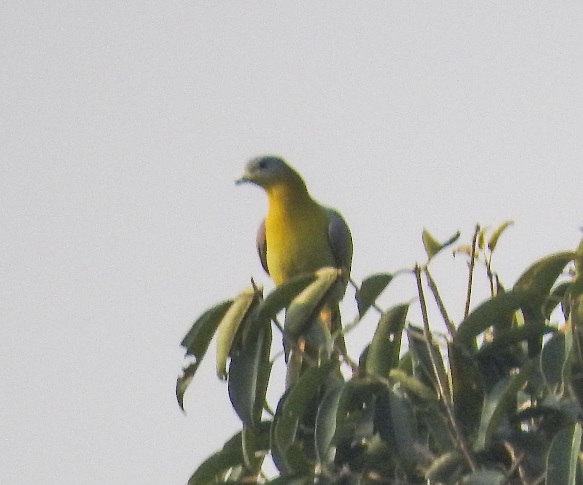 green-pigeon sp. - ML611576758