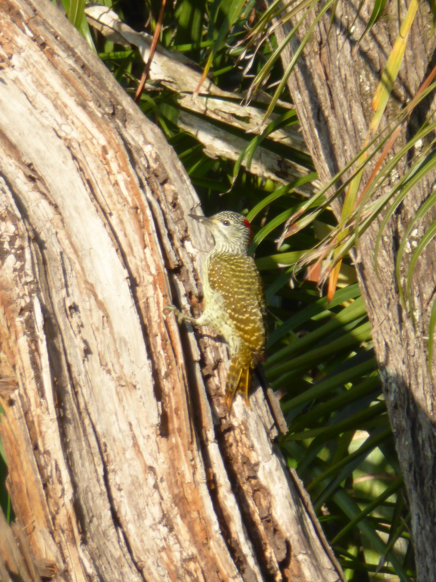 Golden-tailed Woodpecker - ML611576790