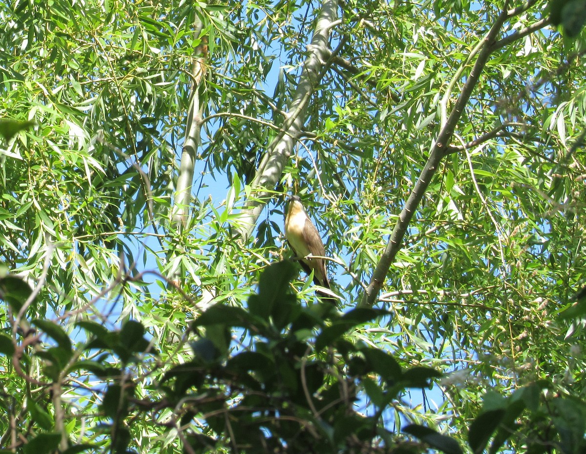 Dark-billed Cuckoo - ML611576792