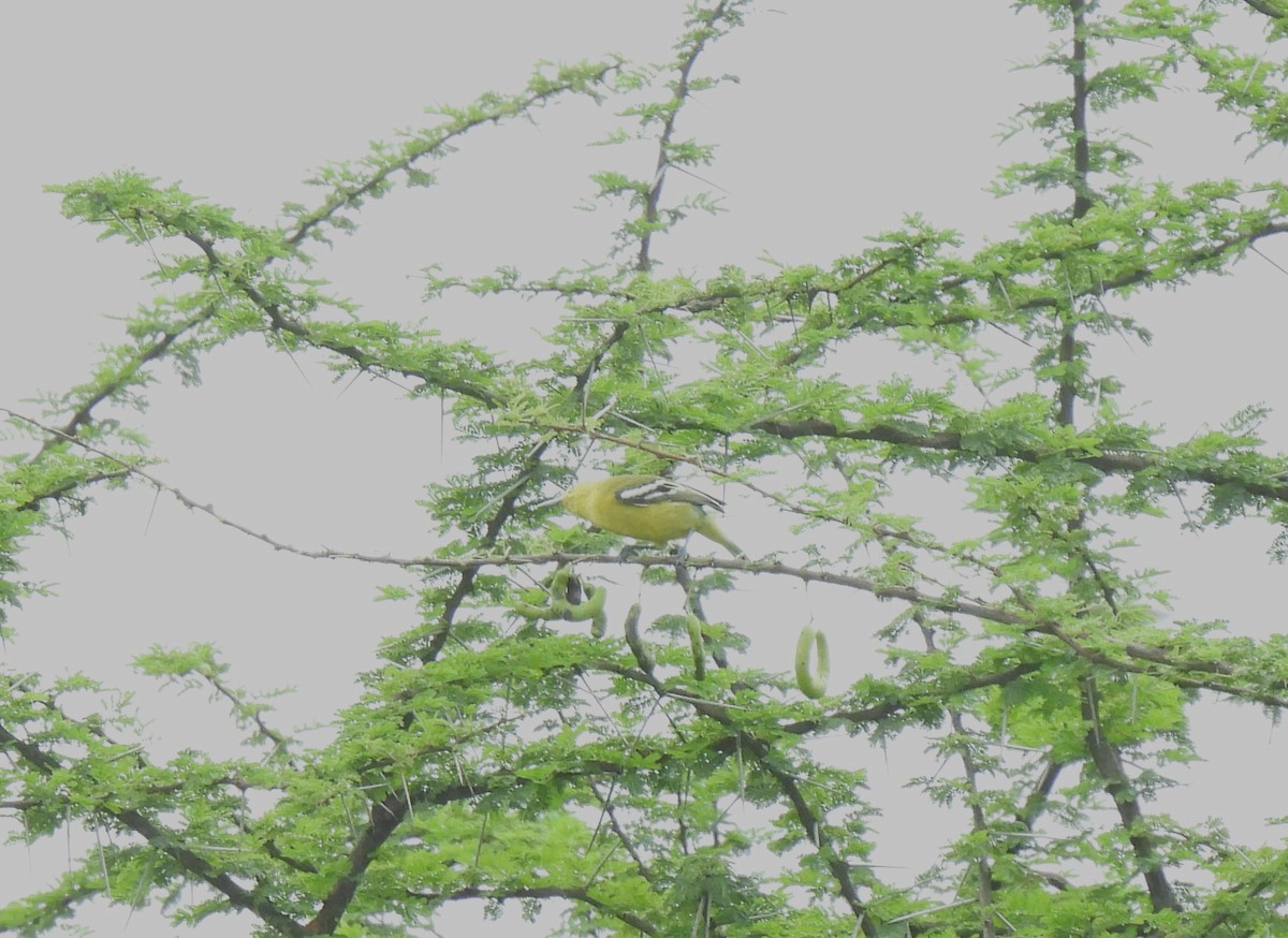 White-tailed Iora - ML611576830