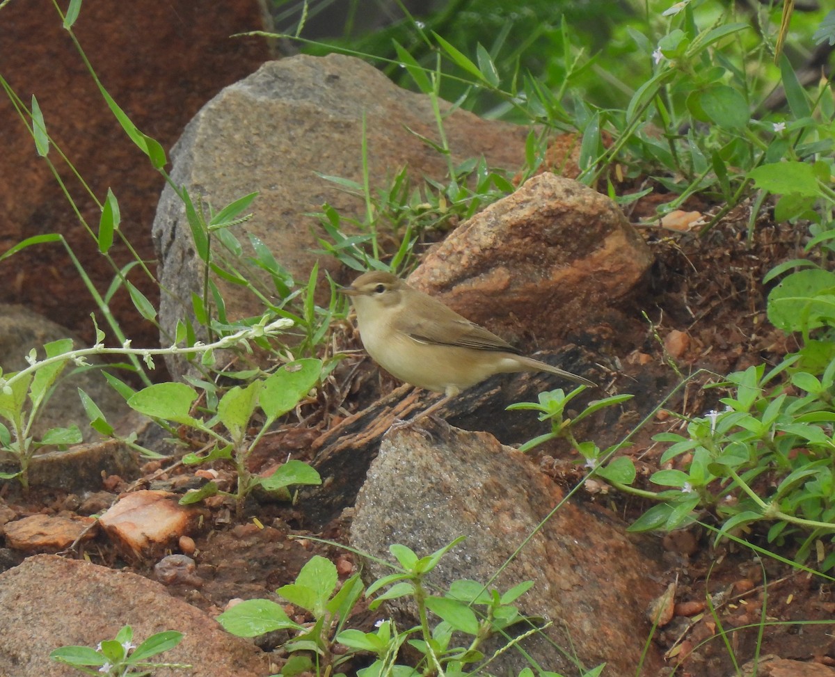 Халиун заараг - ML611576840