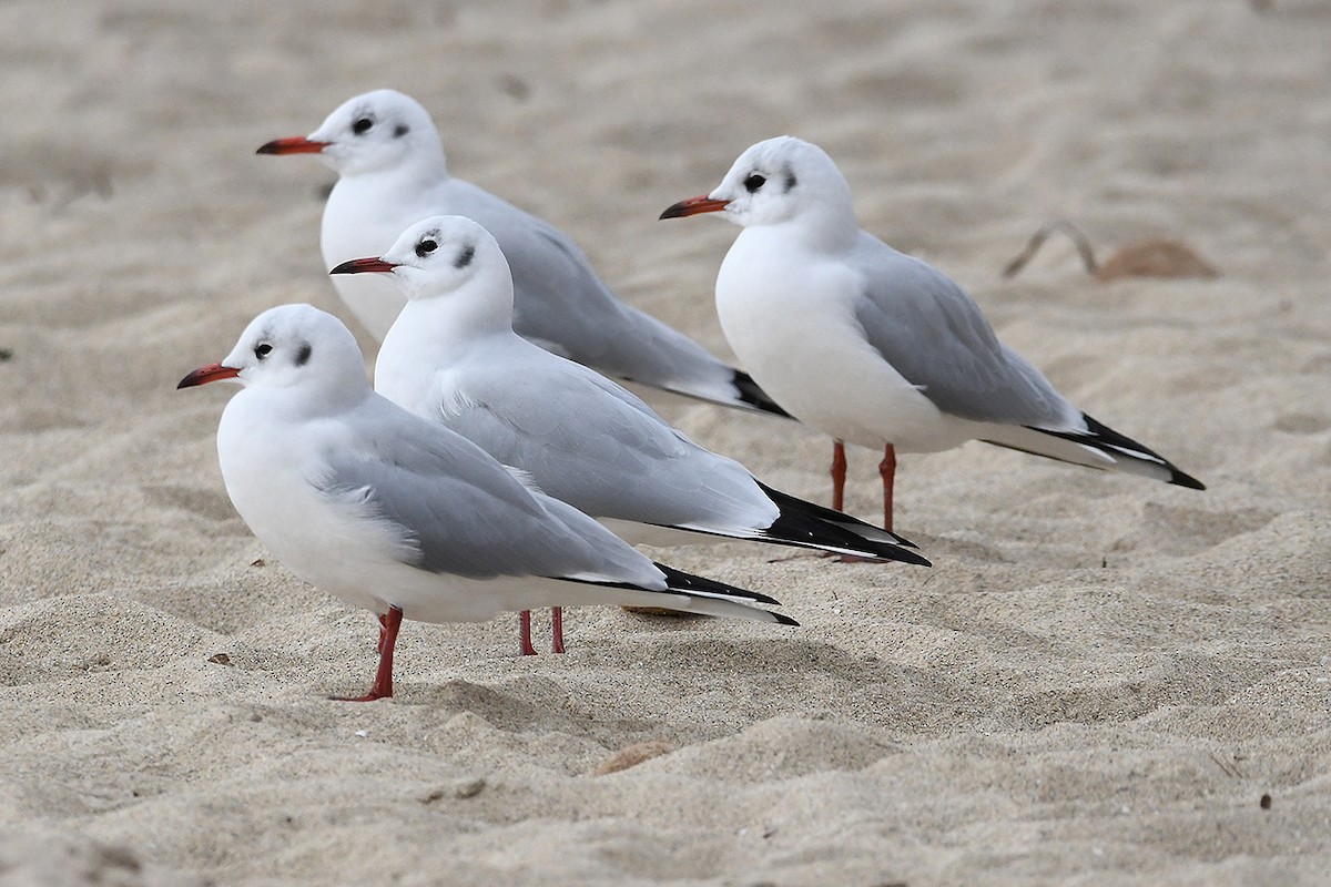 Gaviota Reidora - ML611576972